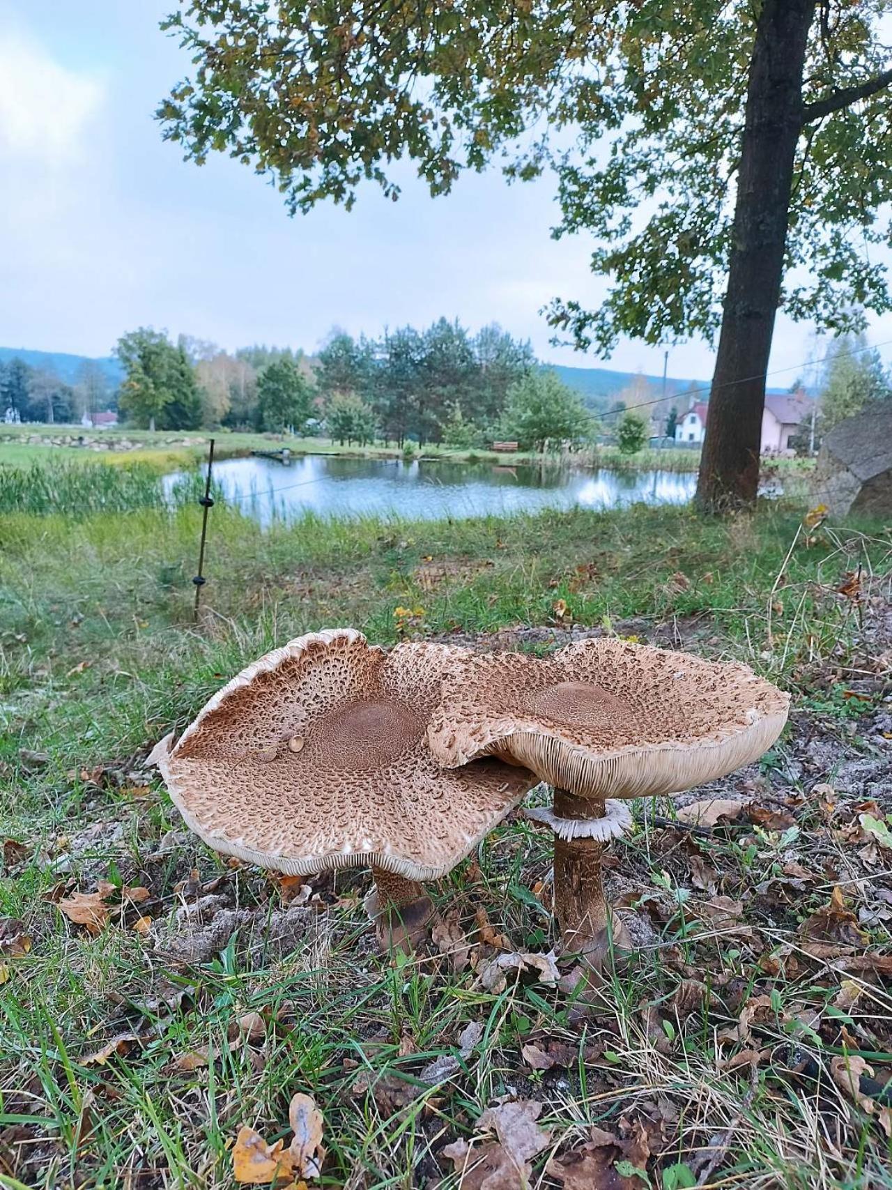 Klidna Lokalita Na Kraji Lesa, Cely Dum S Uschovnu Kol Villa โนวา บิสทริตเซ ภายนอก รูปภาพ